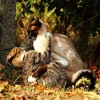 (原始时代猴子)冲啊，原始人猴哥！带着什么装备战斗！
