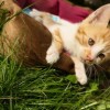 (猫灵相册猫灵图鉴)猫灵相册：穿梭动漫世界的冒险之旅