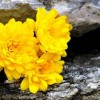 黑猫奇闻社芦苇花详细剧情介绍：发现一段神秘的花海探险历程
