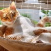 新鲜出炉：猫语咖啡最新版震撼上线，来体验与猫咪对话的魔力吧