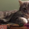 (猫咪天堂游戏家具全收集图鉴)探秘猫咪天堂攻略：如何选择适合宠物的家具？