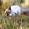 某怪猫风格肉鸽射击下载最新版本-某怪猫风格肉鸽射击玩穿越下载v.0.50