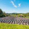 最新模拟农场二十版本更新，全面升级体验装备和农业生产设施。