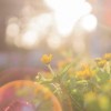 深度阐述生物科学视角下：如何创作生动丰富的细胞成长日记并揭示其科学内涵