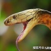 蛇蛇饱饱无限金币内购版下载-蛇蛇饱饱免广告下载v.3.29