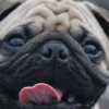 (舔狗模拟器steam)深度剖析甜狗模拟器：全面解读全部人物角色背景与独特魅力