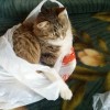 如何在猫猫狗狗冰淇淋中有效升级物品，提升你的游戏体验与策略攻略