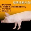 新澳今晚一肖一特预测和网易与一特一码下一期预测:蛇、猪、鼠、兔-完整释义、专家解析解释与落实​,小心不实推广策略