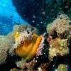 (海底世界潜水员视频)探秘神秘海底世界：潜水艇介绍视频全方位解读
