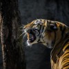 (巡山捕猎的动物是什么生肖)巡山搜宝:从猎户开始，探寻大自然之宝