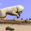 卧龙三国诙谐三国：以诚实沟通为要点，探讨魏吴蜀三国君臣间的喜剧式权谋互动
