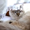 (猫咪田园ios)猫田园已下架产品名单公布：抓住机会入手稀缺珍藏！