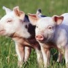 2025年新奥天天彩资料跟香港资料免费长期公开猪、猴、马、狗,警惕虚假的假诱导扣-详尽解答、专家解析解释与落实