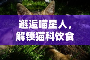 邂逅喵星人，解锁猫科饮食秘密：《遇见你的猫烹饪菜谱》带你深度解析猫咪营养配饭法