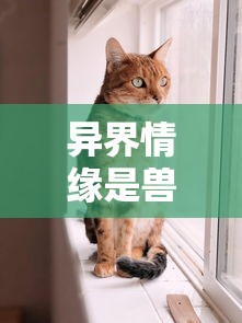 (热血街篮港服)热血街篮九游渠道服更新攻略：全新视觉体验梦幻战斗