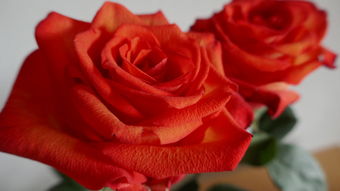 (瑰雪黑阳手游为什么停服了)瑰雪黑阳手游:探索暗黑之美,感受瑰丽冰雪的世界 (瑰雪黑阳手游为什么停服了)瑰雪黑阳手游:探索暗黑之美,感受瑰丽冰雪的世界