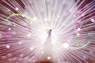 (烟花模拟器2020年最新版)探寻未来美好 烟花模拟器2024年最新版体验绚丽烟花表演