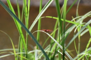 (碟战惊蛰)蝶站片惊蛰:春日蝴蝶翩翩起舞,惊蛰时节花开如雨 (碟战惊蛰)蝶站片惊蛰:春日蝴蝶翩翩起舞,惊蛰时节花开如雨