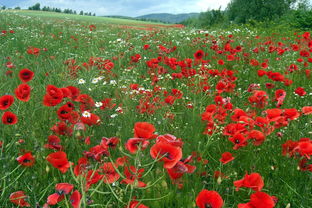 指指田园红包版:探索田园风光,赢取丰富红包奖励! 指指田园红包版:探索田园风光,赢取丰富红包奖励!