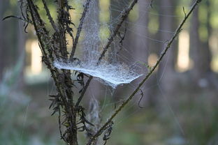 战盟大乱斗手游视频:深入探索,绝对精彩,告别单调,尽情释放。 战盟大乱斗手游视频:深入探索,绝对精彩,告别单调,尽情释放。