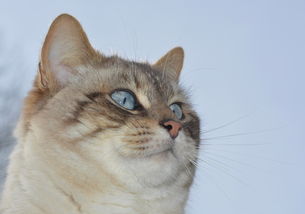 (合成猫的游戏叫什么)寻找合成猫游戏现在的最新名称是什么? (合成猫的游戏叫什么)寻找合成猫游戏现在的最新名称是什么?