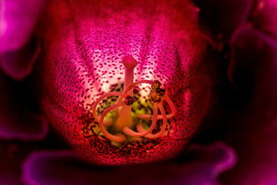 保利桥手机版：轻松查询楼盘信息，全方位了解保利桥房价走势和最新动态