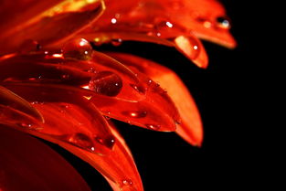 (部落冲突永久免费挂机神器)揭秘最强部落冲突24小时挂机神器攻略技巧 (部落冲突永久免费挂机神器)揭秘最强部落冲突24小时挂机神器攻略技巧