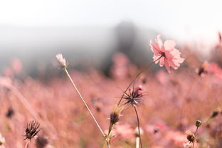 (书名《被囚禁的女孩》)被囚禁的掌心：失去自由的人——一位女囚禁者的故事