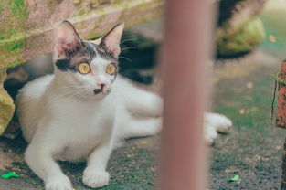 (模拟猫咪2015)模拟猫咪官方正版下载:体验真实猫咪生活,快来养只萌宠吧! (模拟猫咪2015)模拟猫咪官方正版下载:体验真实猫咪生活,快来养只萌宠吧!