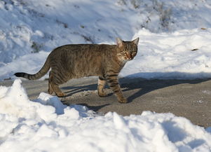 (猫咪天堂游戏家具全收集图鉴)探秘猫咪天堂攻略:如何选择适合宠物的家具? (猫咪天堂游戏家具全收集图鉴)探秘猫咪天堂攻略:如何选择适合宠物的家具?
