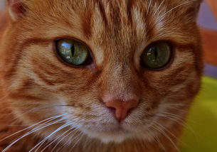 (老版宠物连连看游戏在哪里可以找到最新版本的)老版宠物连连看游戏在哪里可以找到最新版本? (老版宠物连连看游戏在哪里可以找到最新版本的)老版宠物连连看游戏在哪里可以找到最新版本?
