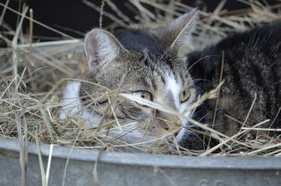 (夏天怎么给猫咪解暑)夏季宠物必备小妙招:如何让你的猫咪轻松解暑,保持凉爽健康 (夏天怎么给猫咪解暑)夏季宠物必备小妙招:如何让你的猫咪轻松解暑,保持凉爽健康