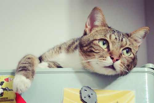 (《我在修仙界开店的日子》)我在修仙界开店的日子：生意兴隆，福泽无边。