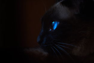 (沉睡的猫咪什么意思)探寻沉睡的猫咪:一个耐人寻味的谜题游戏 (沉睡的猫咪什么意思)探寻沉睡的猫咪:一个耐人寻味的谜题游戏
