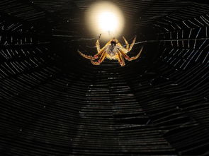 (堡垒之夜官方网站下载)堡垒之夜官方正版安卓游戏下载，感受最刺激的战斗体验