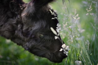 (猫在什么温度下会中暑)什么温度下会让猫中暑？注意宠物健康！