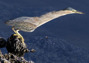 (八方旅人探查)八方旅人虾仁一口气看完:探索游戏内所有隐藏剧情与攻略技巧 (八方旅人探查)八方旅人虾仁一口气看完:探索游戏内所有隐藏剧情与攻略技巧