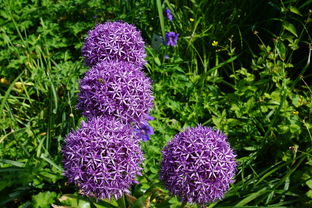 植物大联盟官方网站：专为植物爱好者打造的在线天堂和交流平台