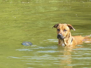 (我想看汪汪狗狗)汪汪汪奇迹再现：探索狗狗如何在生活中带来欢乐与灵感的故事
