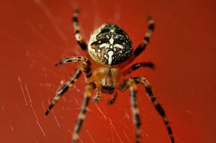 (冰封蜘蛛游戏攻略)“探索冰封蜘蛛的奇幻之旅:揭开冰封蜘蛛游戏的神秘面纱” (冰封蜘蛛游戏攻略)“探索冰封蜘蛛的奇幻之旅:揭开冰封蜘蛛游戏的神秘面纱”