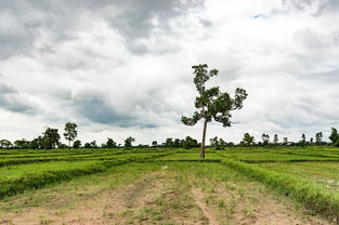 探讨幸存者村庄如何激励村民发扬文明传统