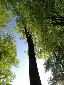 三年级学生的想象之旅：以环保为主题，描绘出生机勃勃的森林王国——300字作文