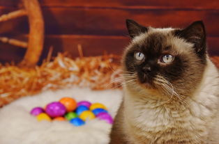 (萌宠综艺节目有哪些)探秘萌宠世界：盘点最受欢迎的萌宠综艺节目排行榜