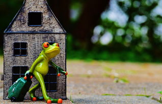 探索乐趣无穷的仓鼠小镇游戏世界:挑战,冒险,与小镇居民共度时光 探索乐趣无穷的仓鼠小镇游戏世界:挑战,冒险,与小镇居民共度时光