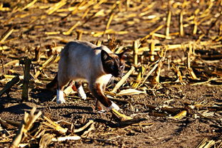 (拆弹猫游戏中各牌分布情况)一起揭秘拆弹猫游戏,详解各类牌具有的数量及其作用 (拆弹猫游戏中各牌分布情况)一起揭秘拆弹猫游戏,详解各类牌具有的数量及其作用