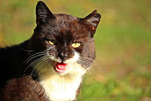 (萌宠猫舍宠物店怎么样)探访可爱的小猫咪，萌喵宠物店攻略，打造贴心的宠物生活指南