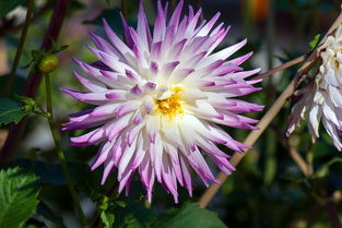 (2021山海镜花值得培养的ssr)202"山海镜花2024必养角色大揭秘：打造最强阵容，领略最绚烂战斗