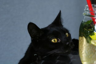 (猫语咖啡2021年最新版)探寻猫语咖啡旧版:传说中的神秘咖啡馆 (猫语咖啡2021年最新版)探寻猫语咖啡旧版:传说中的神秘咖啡馆