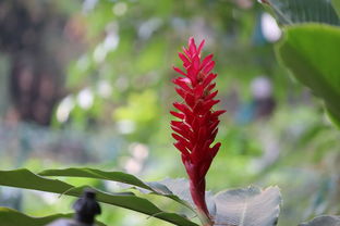 “有哪些适合用来净化空气的室内绿植,让家中空气清新健康?” “有哪些适合用来净化空气的室内绿植,让家中空气清新健康?”