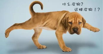 猫狗缠斗2024最新版本下载-猫狗缠斗3d游戏下载v.8.18 猫狗缠斗2024最新版本下载-猫狗缠斗3d游戏下载v.8.18